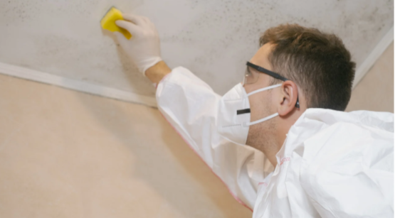 Top 5 Mold Removal Companies in Atlanta for Safe and Healthy Homes
