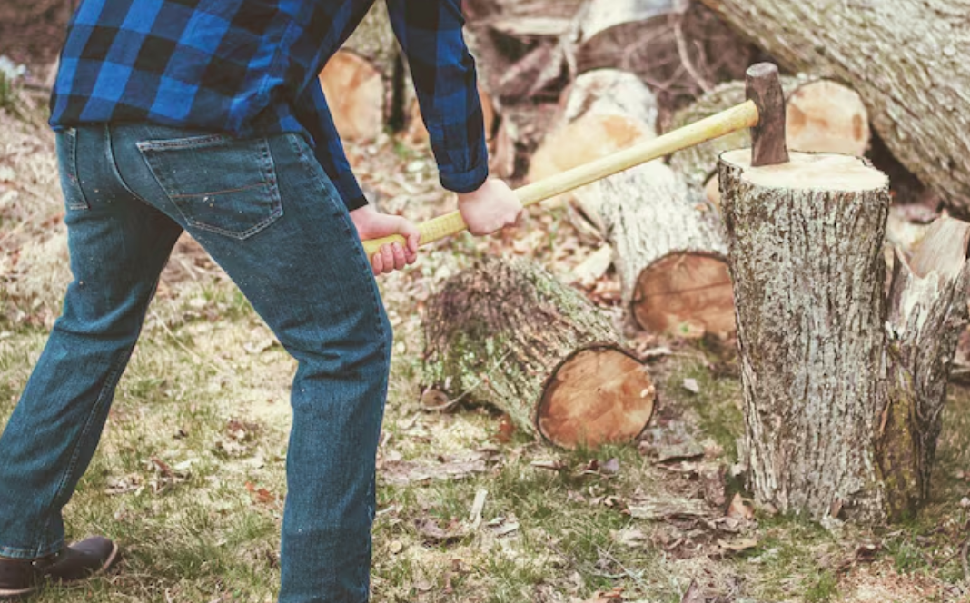 Branching Out Safely: Essential Factors to Consider When Looking for Tree Experts